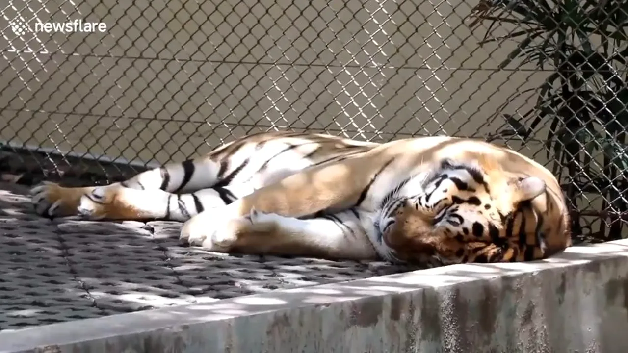 Tigru în curs de recuperare „psihică”, după ce o turistă i-a atins zonele intime la Grădina Zoologică (VIDEO)