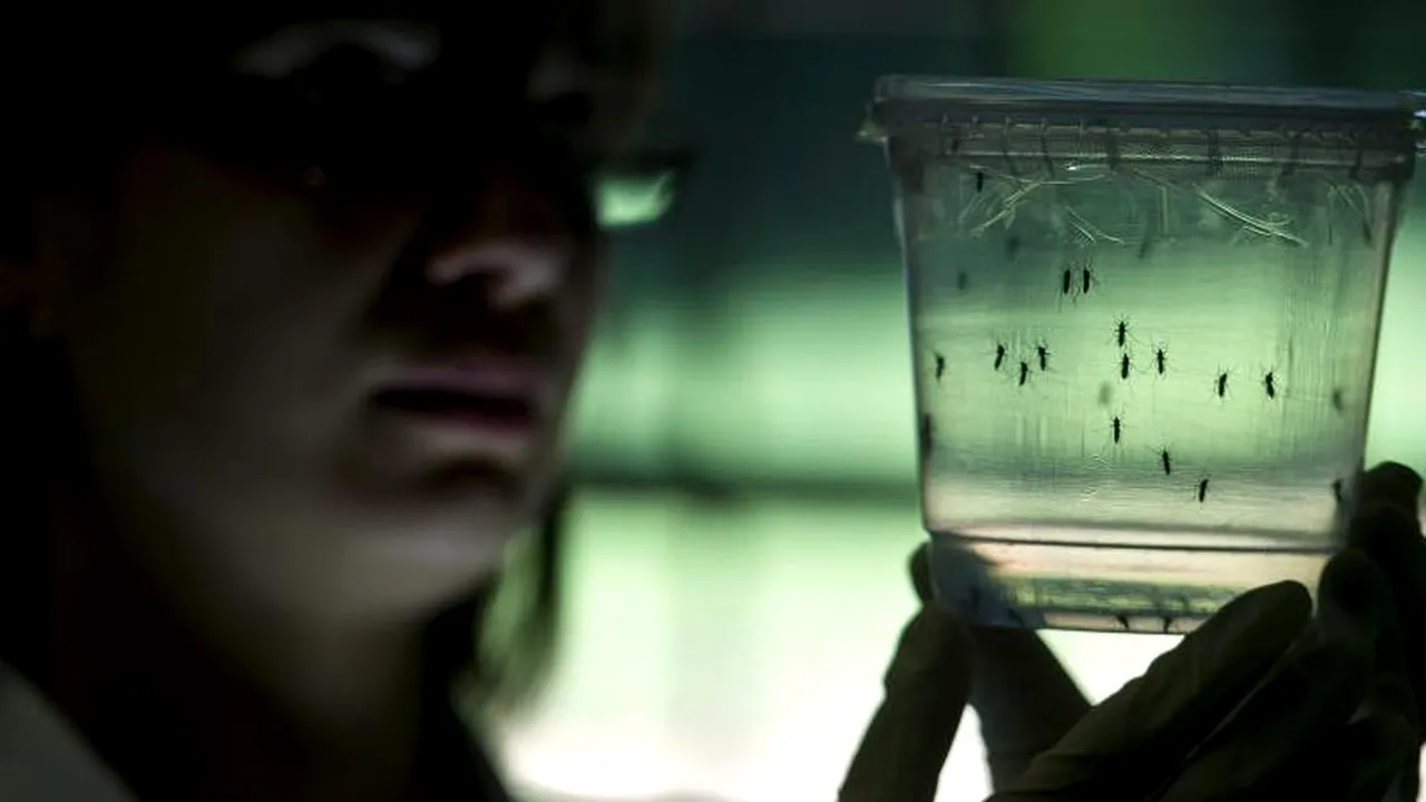 Trei pacienți infectați cu virusul Zika au murit
