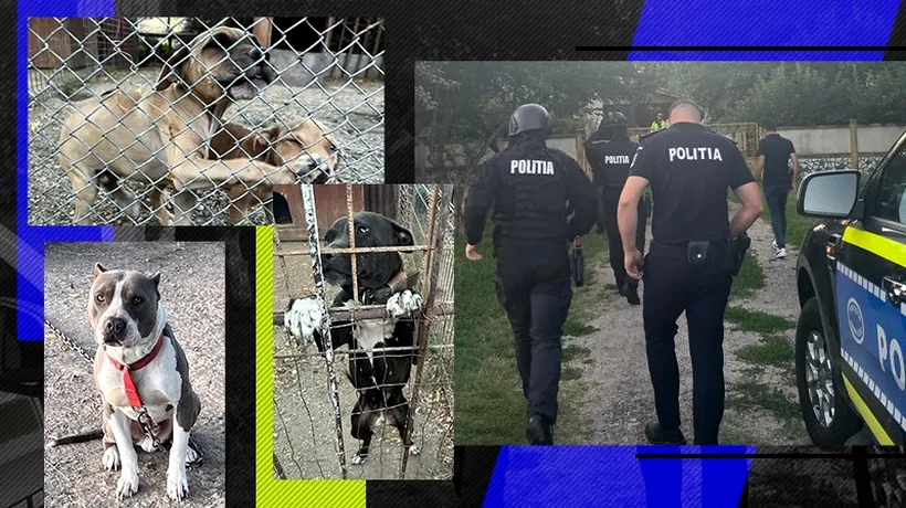 FOTO EXCLUSIV - Câini de luptă maltratați de un bărbat din Giurgiu. Le tăia urechile și le făcea diverse intervenții chirurgicale