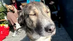 Salvatorul de vieți. Un câine din Iași donează sânge pentru alte patrupede. Boica, primul donator al băncii locale de sânge pentru animale