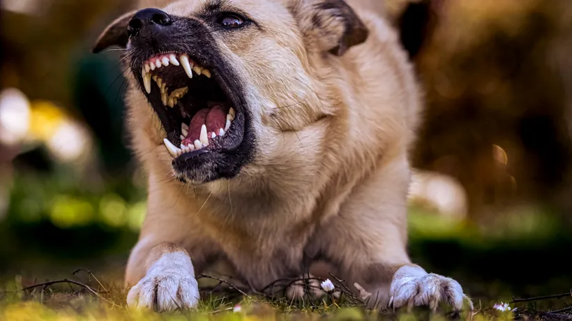 Proprietarul câinilor care au atacat un copil de zece ani din Botoșani a fost REȚINUT. El a mai fost și amendat cu 5.000 de lei