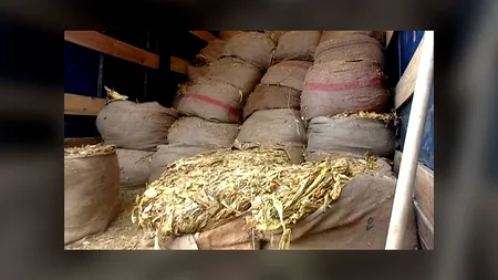 Zeci de fabrici și depozite clandestine de țigări cu tutun bulgăresc au fost călcate de polițiști și procurori. Cum procedau contrabandiștii