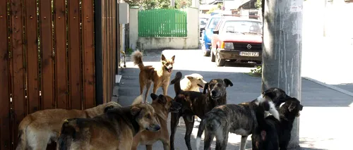 La un pas de tragedie: o femeie a fost ATACATĂ de câini maidanezi, în drum spre serviciu