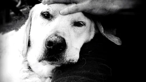 Tributul emoționant pe care o femeie i l-a adus câinelui care i-a stat aproape 14 ani