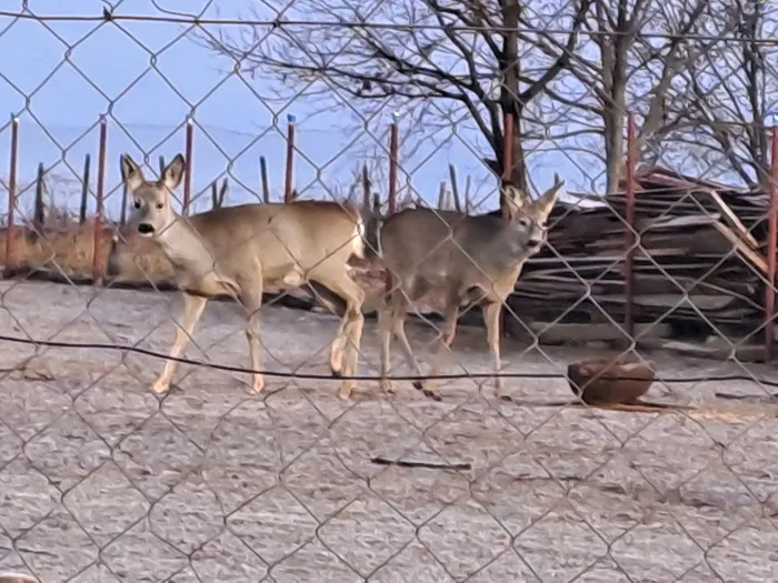 Două căprioare captive au fost descoperite într-o curte din Bacău / Sursa foto: Jandarmeria Bacău