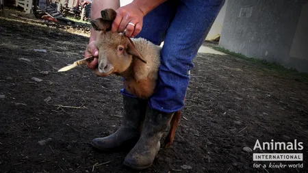 MASACRU LEGALIZAT | Te poți îmbolnăvi de COVID-19 chiar și când ai o activitate specifică în preajma Paștelui. Autoritățile sanitare-veterinare au clarificat situația