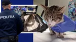 Un bărbat din București a fost reținut pentru rănirea cu intenție a animalelor, după ce a aruncat o pisică de la etaj
