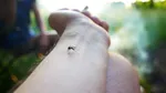 Ce să nu folosești niciodată în casă pentru a omorî insecte. Dr. Radu Țincu avertizează: „Am avut pacienți care au murit după expunere”