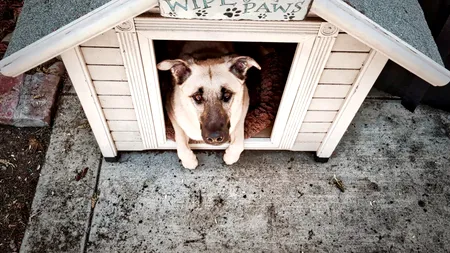 Proprietarii de câini ar putea plăti o taxă. Ce urmăresc autoritățile prin această măsură, care a stârnit deja controverse