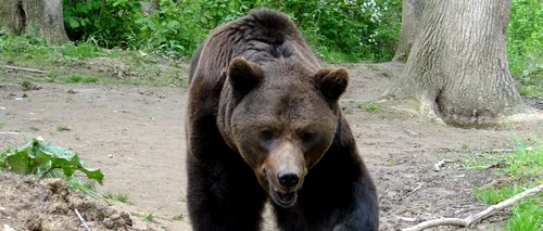 Camera Deputaților a adoptat proiectul care prevede despăgubirea în cazul daunelor provocate de urși