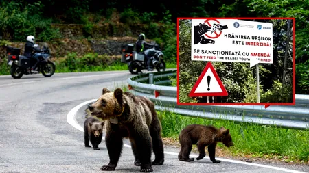 Alertă de urs, la școală. Autoritățile au emis un mesaj prin care cer oamenilor 