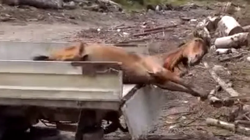 #cugandullaanimale. Imagini greu de privit: Cal viu, târât prin pădure și lăsat ca momeală pentru urși - VIDEO