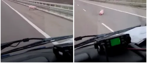 VIDEO | Ce au întâlnit în trafic șoferii care au condus pe A3! Imaginile sunt halucinante!
