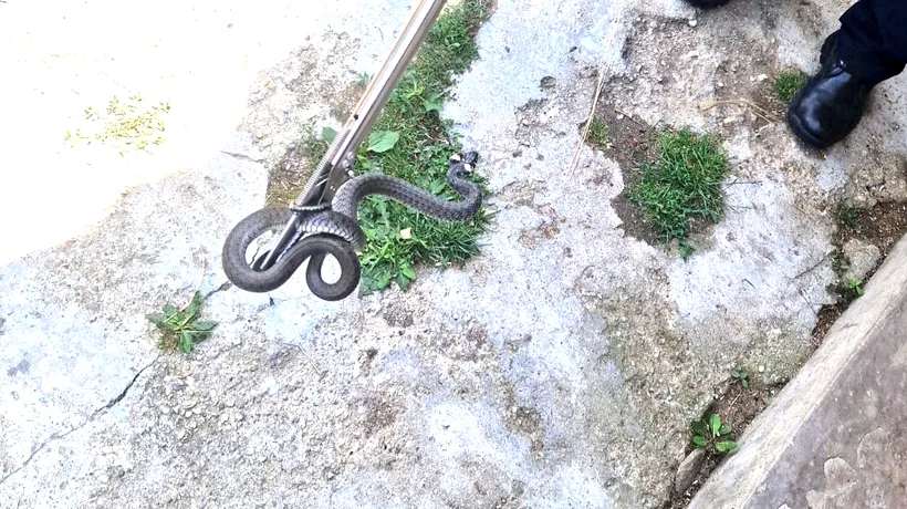 O familie din Argeș s-a trezit cu un șarpe în pat. Cum au reacționat oamenii, îngroziți de prezența reptilei