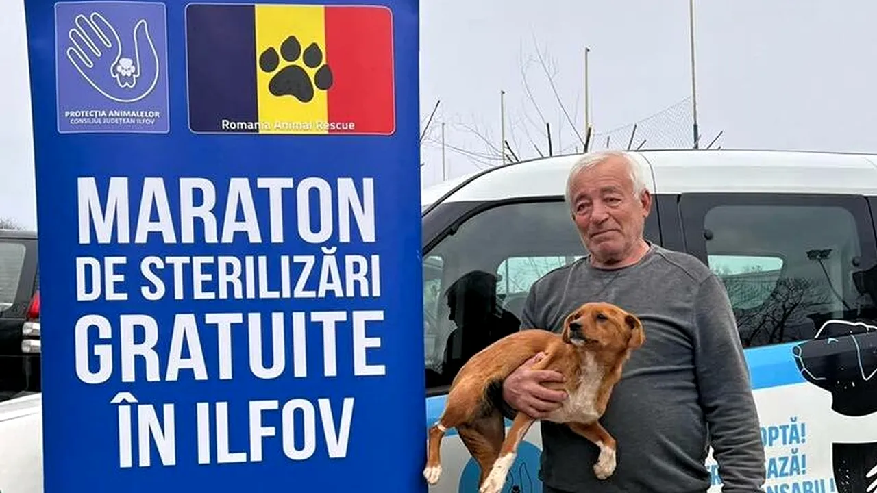 Cupoane gratuite în Ilfov pentru sterilizarea câinilor și a pisicilor (P)