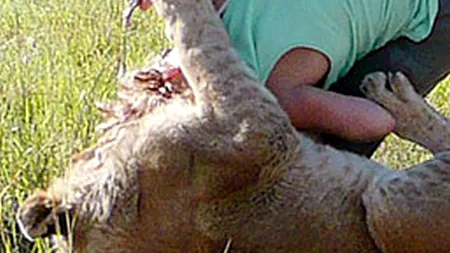 O femeie din Zimbabwe, sfâșiată de un leu în timp ce făcea dragoste cu iubitul ei