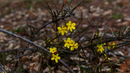 Cum să îngrijești corect IASOMIA de iarnă, planta care înflorește în sezonul rece. Sfaturi utile pentru de la specialiști