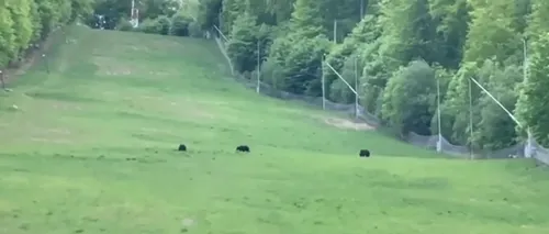 Urși filmați la plimbare în stațiunea Șugaș Băi. Imaginile au devenit virale (VIDEO)