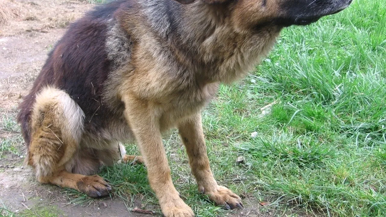 Copil la spital după ce a fost mușcat de un câine în timp ce alerga la o bază sportivă din Craiova