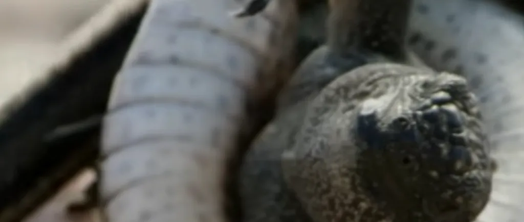 Momentul în care un pui de iguană scapă după ce este atacat de zeci de șerpi. Partea a doua clipului ajuns viral în întreaga lume