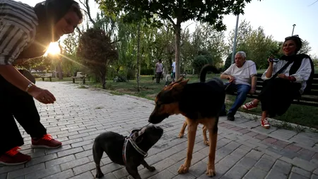 IRAN: Autoritățile anunță extinderea interdicției privind plimbarea câinilor. Care sunt motivele