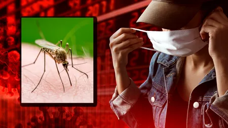 OMS avertizează asupra unei posibile epidemii globale din cauza unui virus transmis de țânțari. Se răspândește inclusiv în Europa