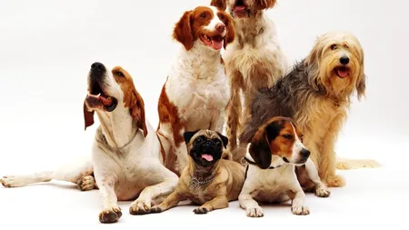 (P) Cele mai îndrăgite și populare rase de câini