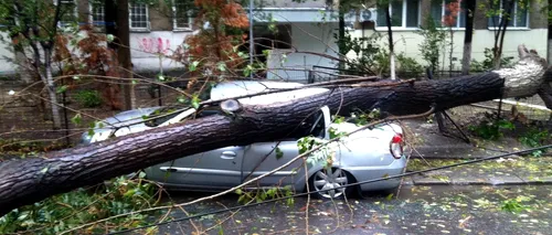 Trei autoturisme avariate după ce patru copaci s-au prăbușit, miercuri seară, în Capitală