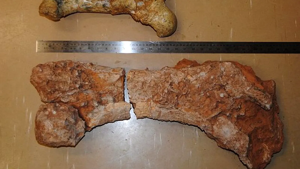 Cel mai mare marsupial din lume, descoperit în Australia