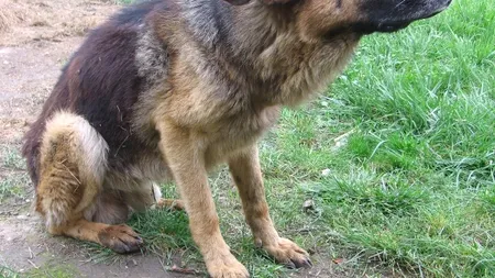 Copil la spital după ce a fost mușcat de un câine în timp ce alerga la o bază sportivă din Craiova