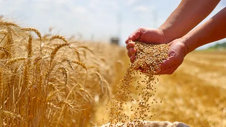 Noi soluții pentru FERMIERI. Soiuri de grâu HIBRID adaptate la noua climă. Sunt studiate peste 400 de genotipuri