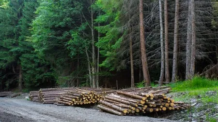 Comisia Europeană somează România să oprească defrișările ilegale