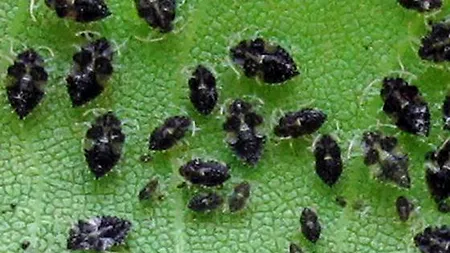 Noua specie de insecte care a invadat Bucureștiul. Spray-ul antitânțari nu are efect asupra lor