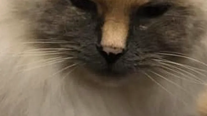 O pisică blândă și iubitoare nu și-a găsit stăpân din cauza semnului din naștere pe care îl are pe față - FOTO