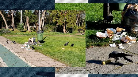 Scene oribile în Parcul Herăstrău. Gunoaiele dau pe afară, spre „deliciul” ciorilor, care au invadat grădina din nordul Capitalei