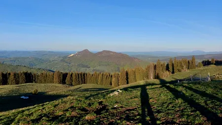 Resturile a doi cerbi, descoperite într-o pădure din județul Argeș. Polițiștii au deschis un dosar penal, pentru braconaj și nerespectarea regimului armelor și munițiilor