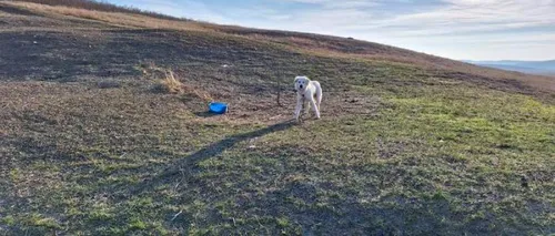 Se întâmplă în România! O femeie a încercat să salveze un câine ținut în lanț fără apă și mâncare, însă e acuzată că a apelat 112 fără motiv
