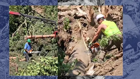 1300 de ARBORI tăiați în două zile/Cu fiecare zi, Autostrada Pitești-Sibiu capătă contur