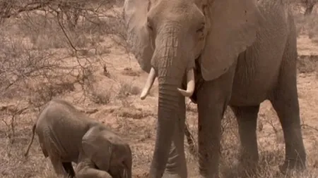 Imaginile emoționante cu animale care i-au adus postului BBC plângeri din partea telespectatorilor