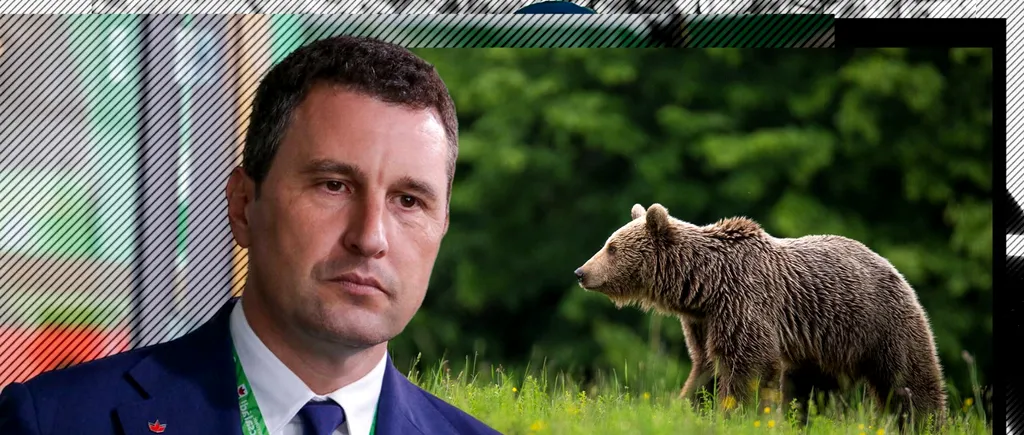 UDMR a depus proiectul de lege care prevede cote de vânătoare pentru circa 500 de exemplare de urs brun. Proiectul, semnat de 103 parlamentari