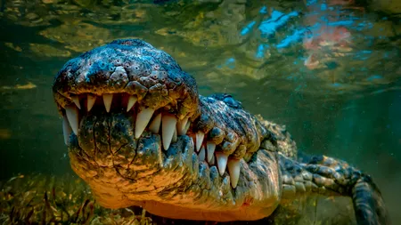 Țara care recurge la crocodili și șerpi veninoși pentru a combate migrația ilegală