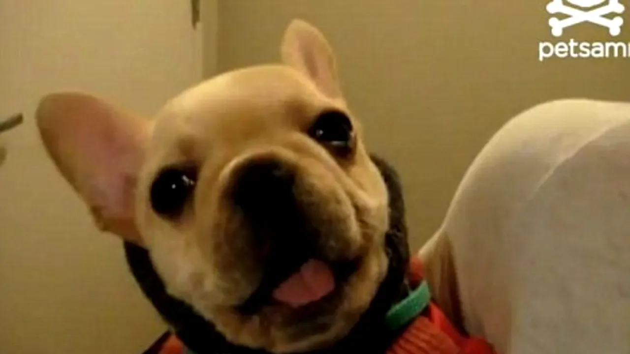 Gestul emoționant al unui buldog francez: I-a spus stăpânei sale 