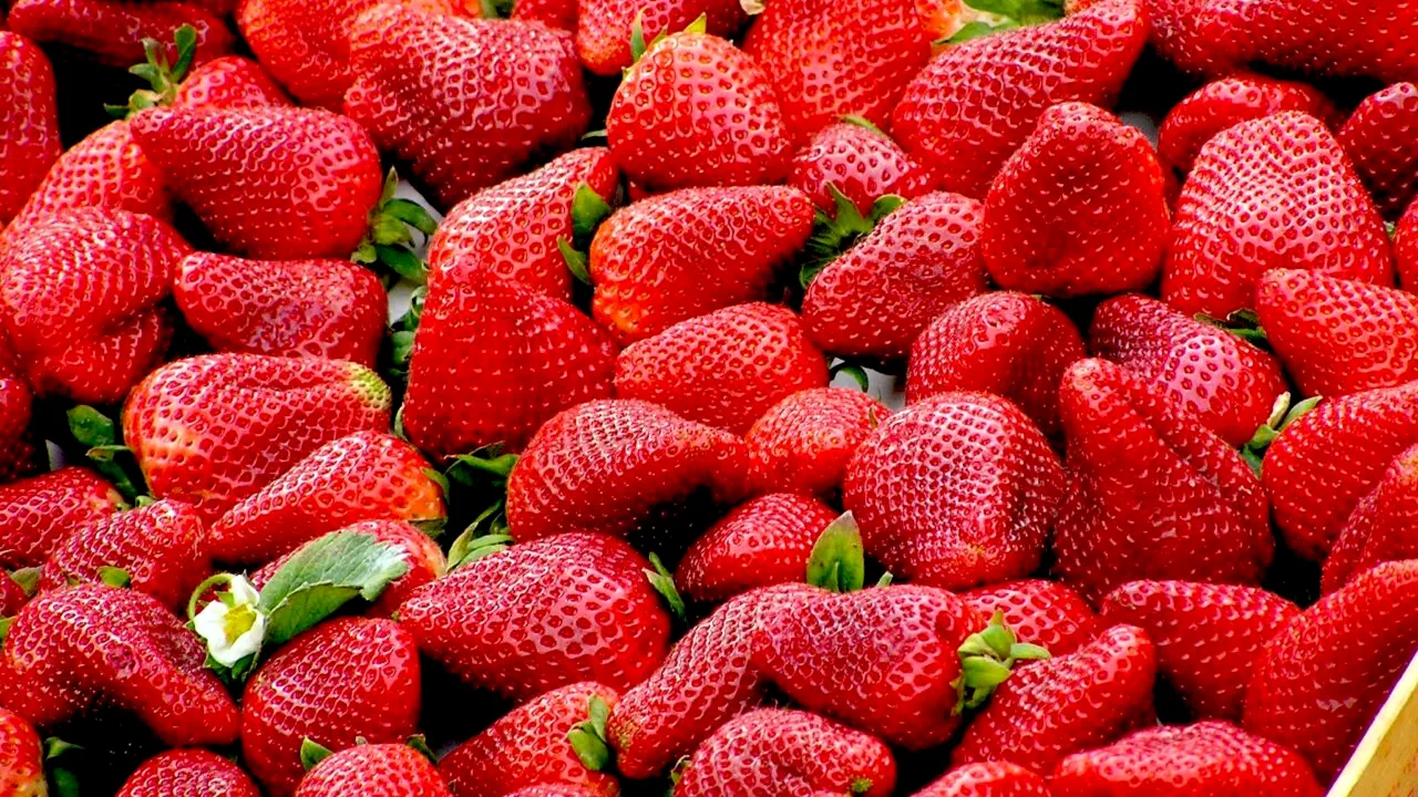 Cine nu ar trebui să mănânce căpșune! Motivul pentru care ar trebui să stea departe de aceste fructe delicioase