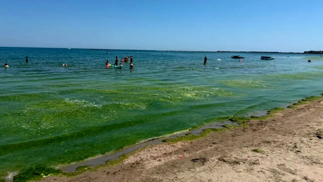 Turiști revoltați în Mamaia de „munții” de vegetație din apă. Administrația Bazinală Dobrogea-Litoral spune că plajele sunt curățate noaptea