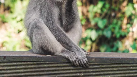 Un veterinar chinez, în vârstă de 53 de ani, a murit din cauza virusului mortal Monkey B. Bărbatul a fost infectat în laborator