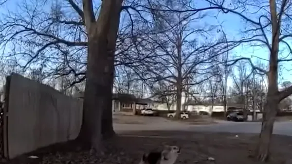 Eroul patruped. Un câine i-a ghidat pe polițiști până la locul în care se afla un copil dispărut