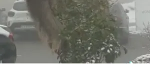 VIDEO | Apariție neobișnuită în Cluj Napoca. O cămilă ia prânzul printre fulgii de zăpadă, în plină stradă