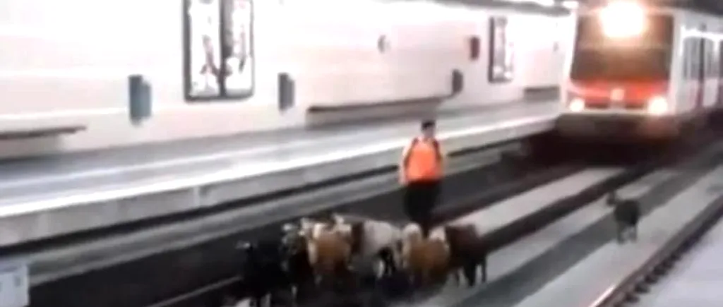 Se întâmplă în Spania: o turmă de capre a intrat într-o stație de metrou 