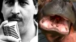Hipopotamii lui Pablo Escobar vor fi omorâți. Motivul pentru care guvernul columbian a luat decizia controversată