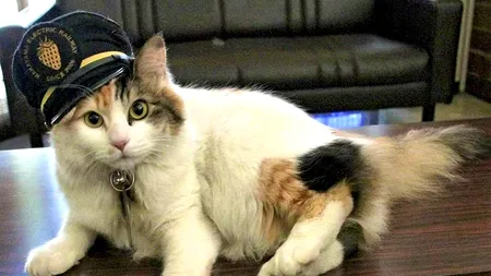 În Japonia, o pisică a devenit supraveghetorul oficial al unei stații de tren. Gestul a adus încasări uriașe și a salvat calea ferată de la faliment